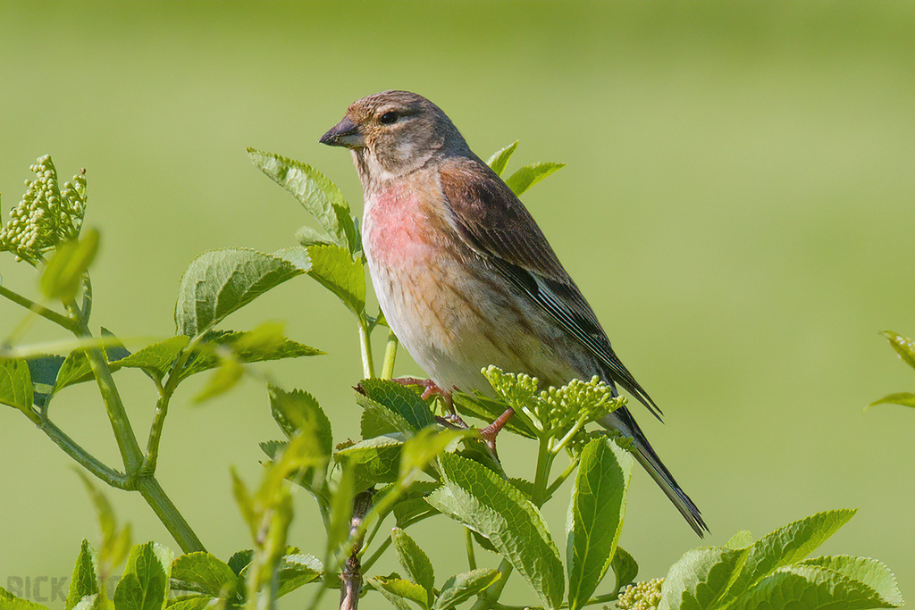 Common Linnet