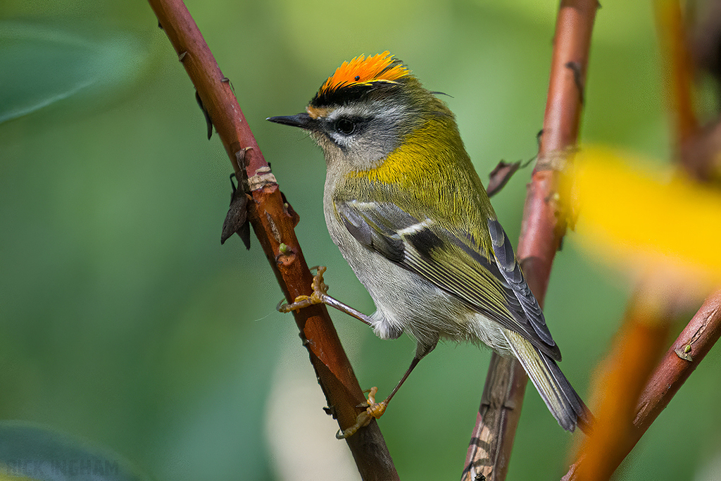 Firecrest