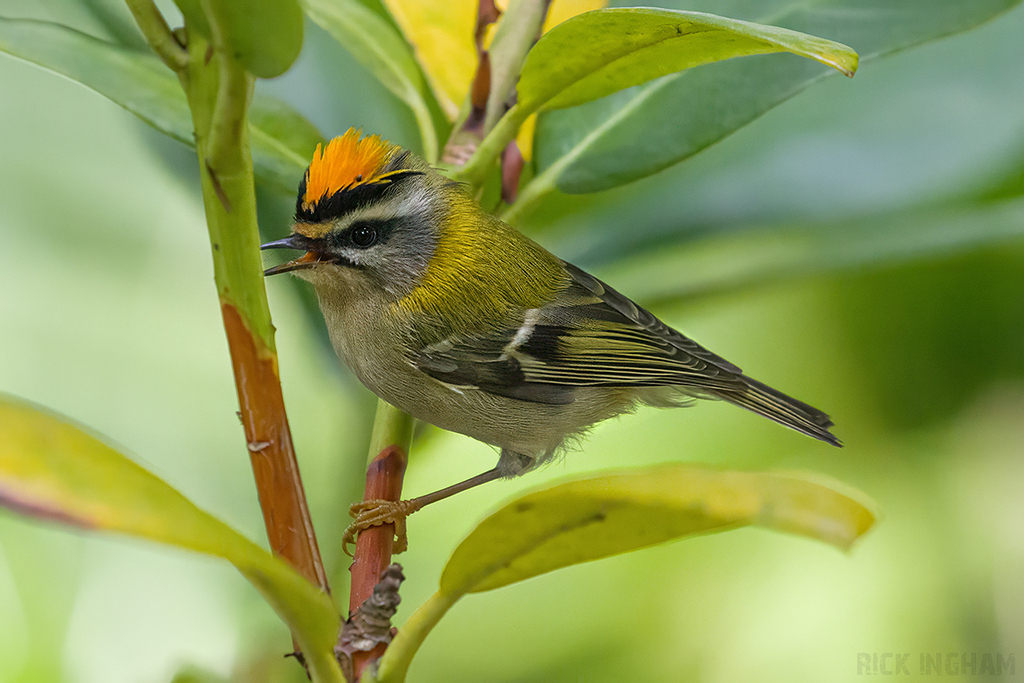 Firecrest