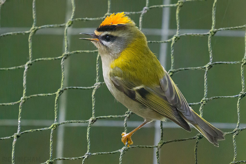 Firecrest