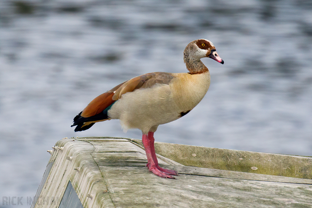 Egyptian Goose