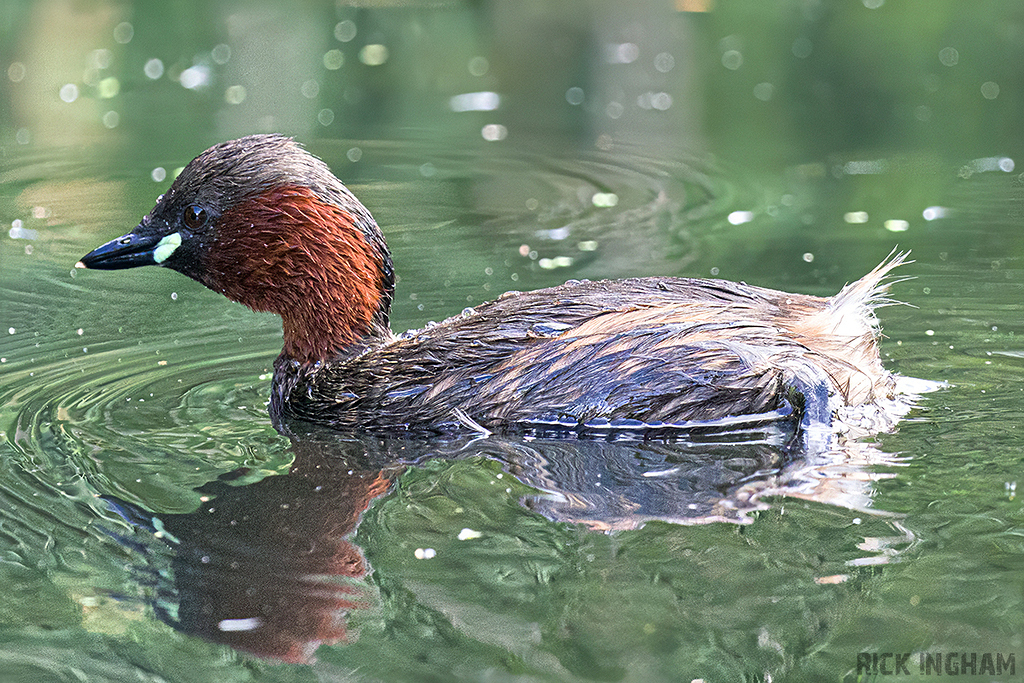 Little Grebe