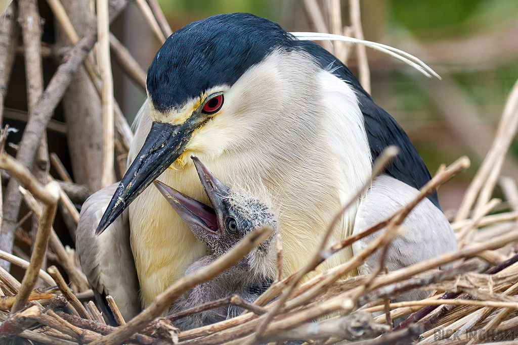 Black Crowned Night Heron