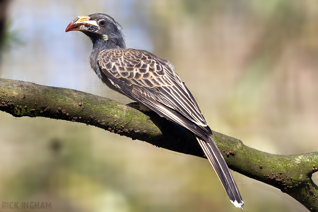 African Grey Hornbill