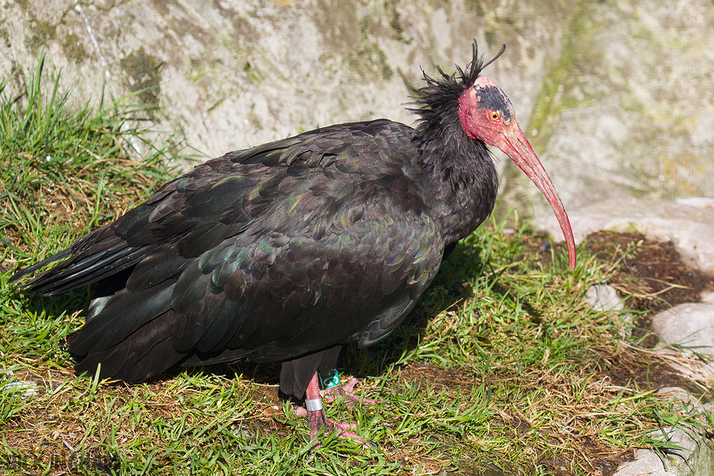 Northern Bald Ibis