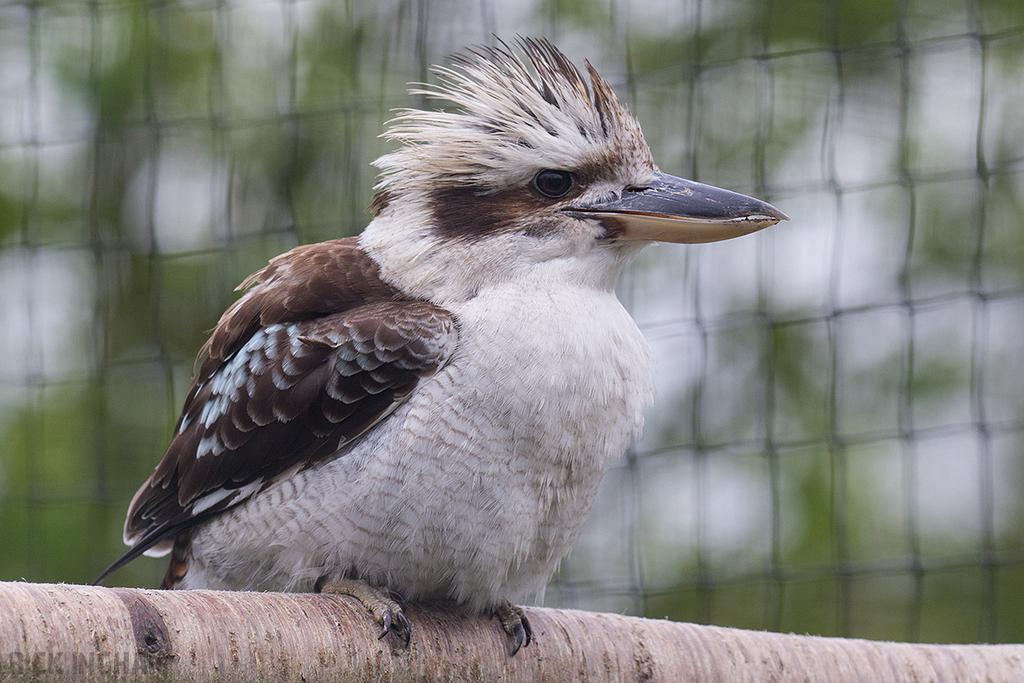 Laughing Kookaburra