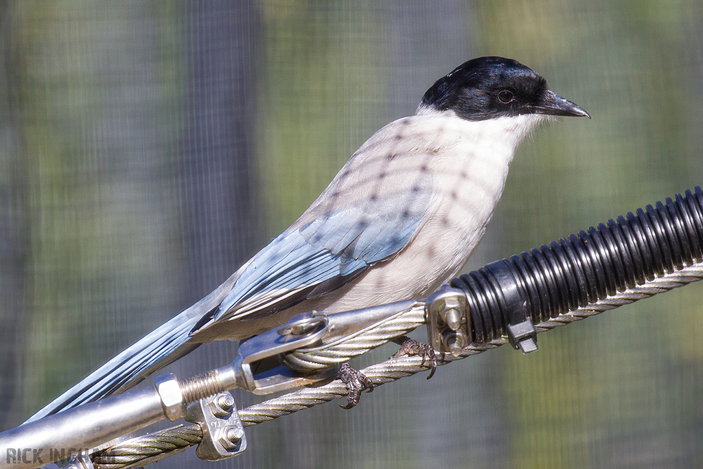 Azure-winged Magpie
