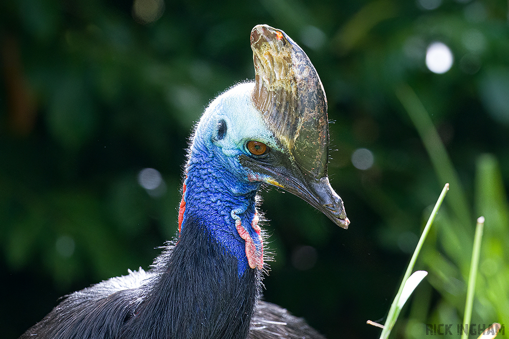 Southern Cassowary