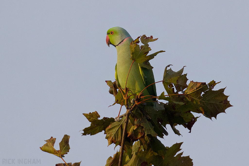Ring Necked Parakeet