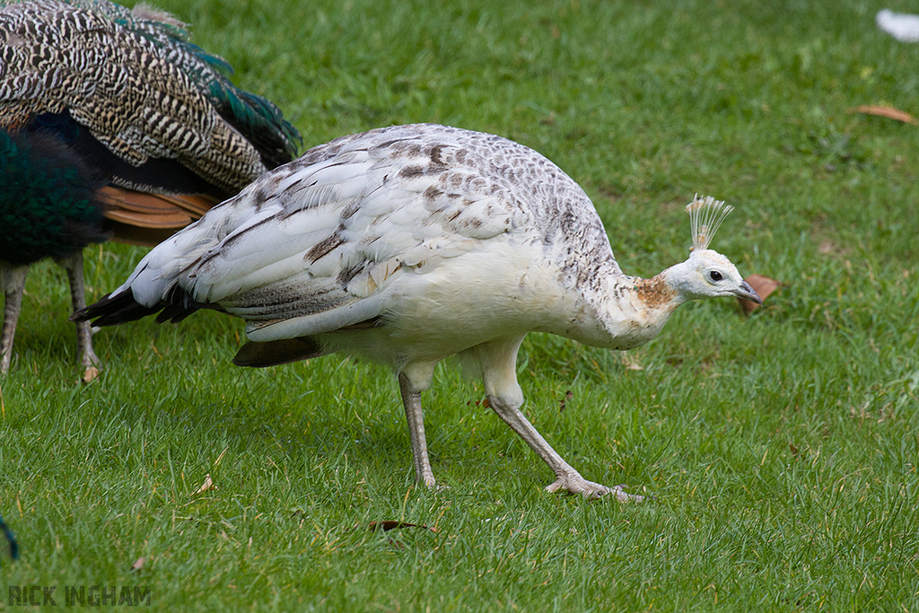 White Peafowl