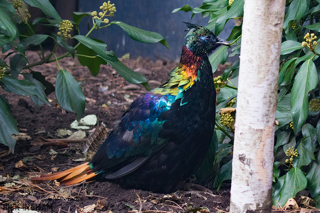 Himalayan Monal