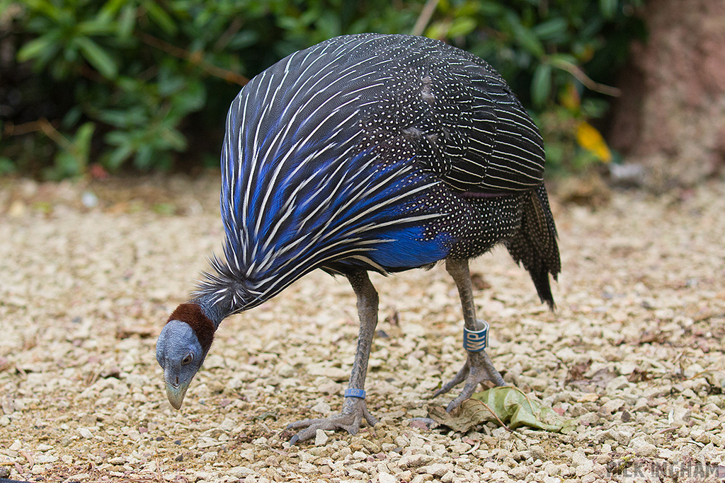 Vulturine Guineafowl