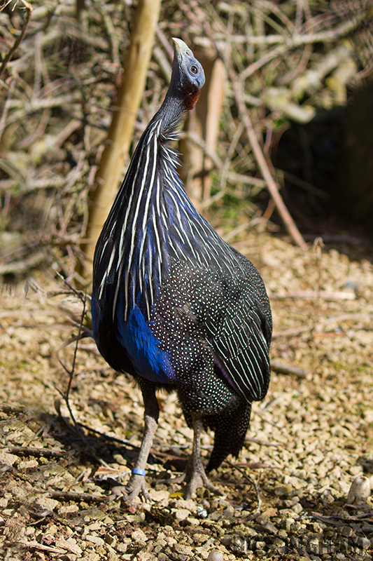 Vulturine Guineafowl