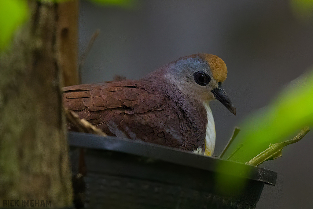 Cinnamon Ground Dove