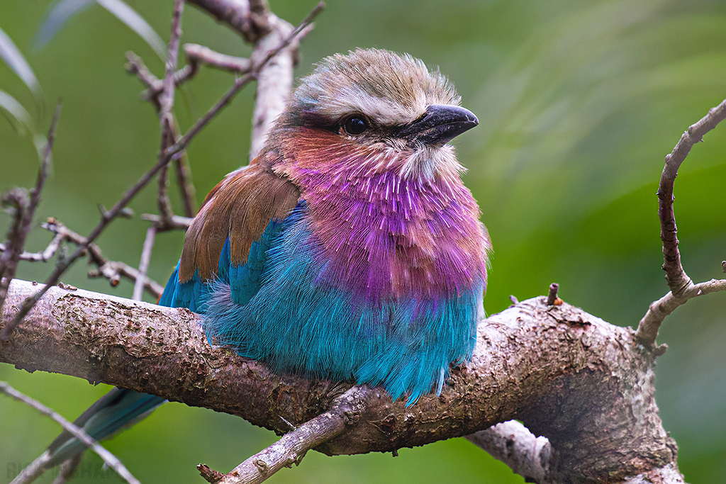 Lilac Breasted Roller