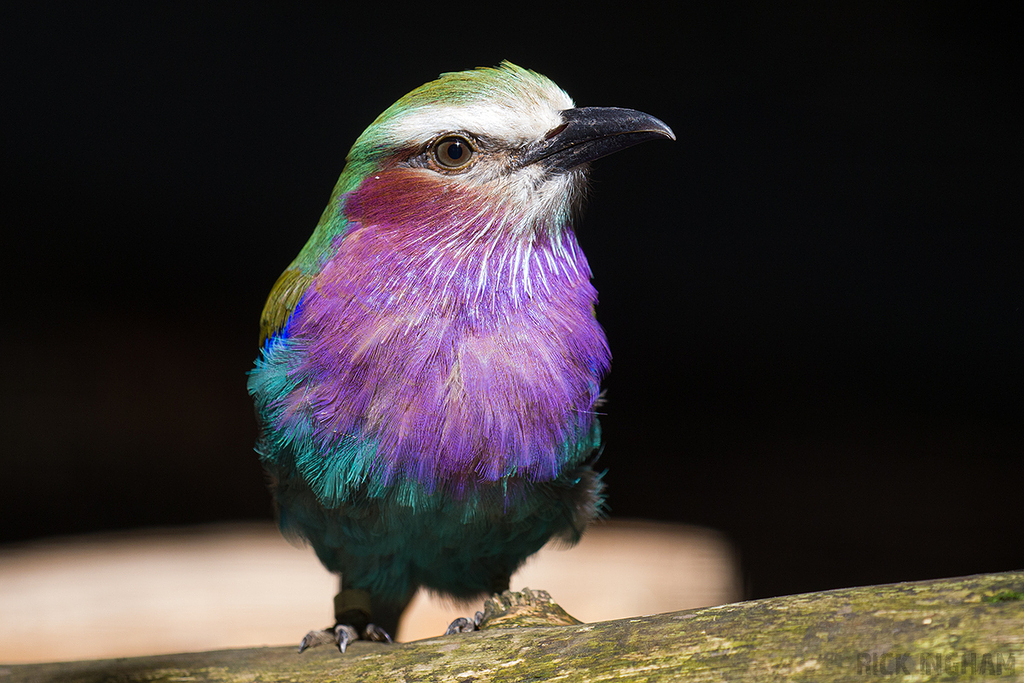 Lilac Breasted Roller