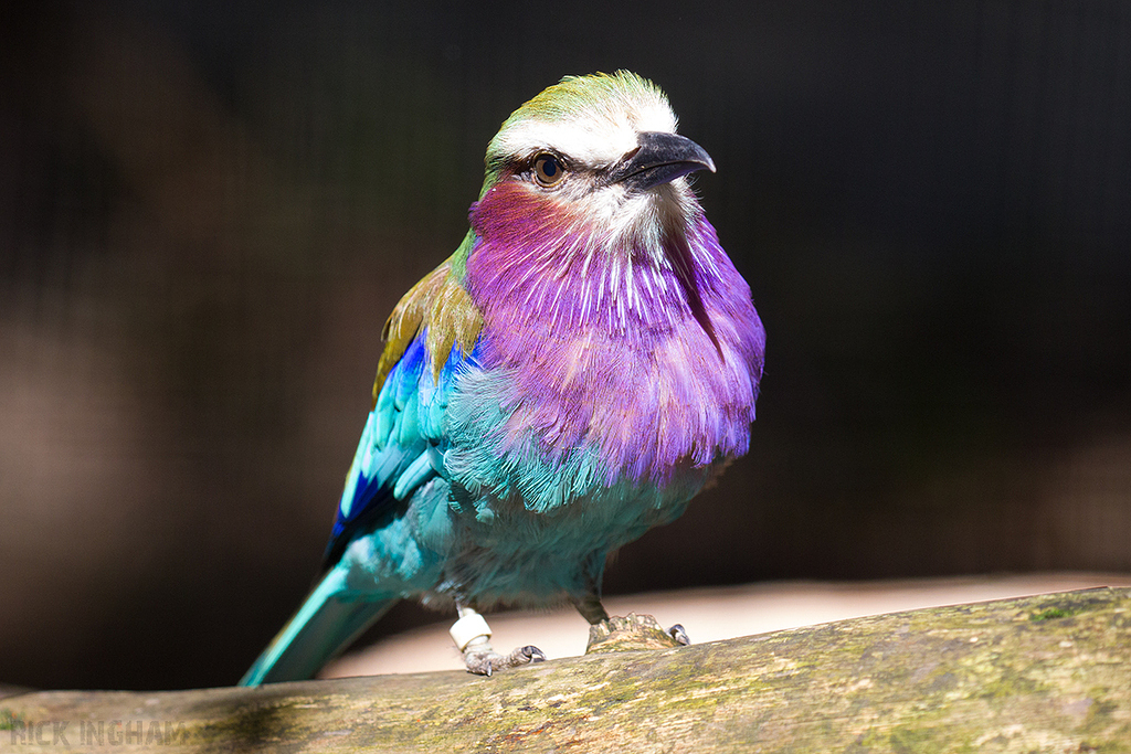 Lilac Breasted Roller