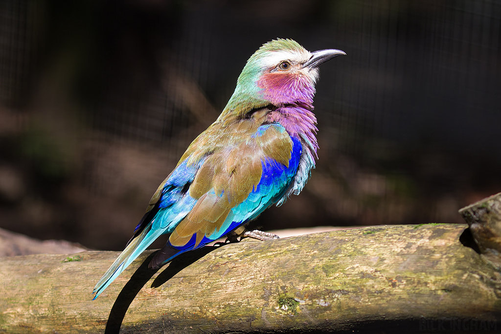 Lilac Breasted Roller