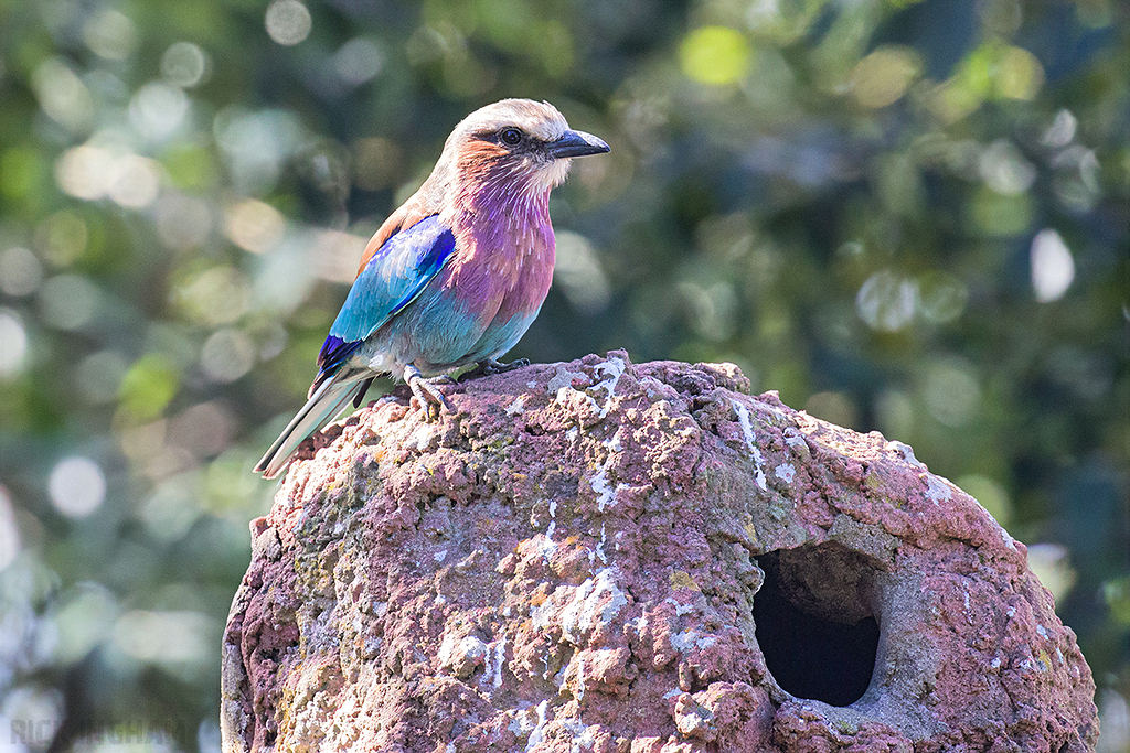 Lilac Breasted Roller