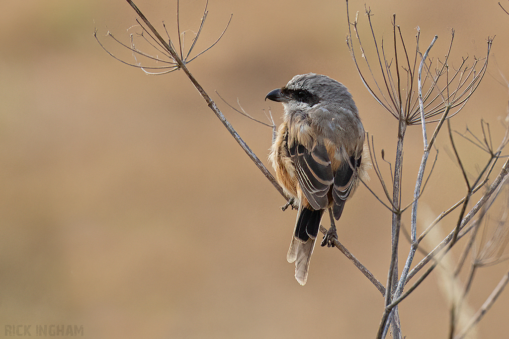 Long-Tailed Shrike