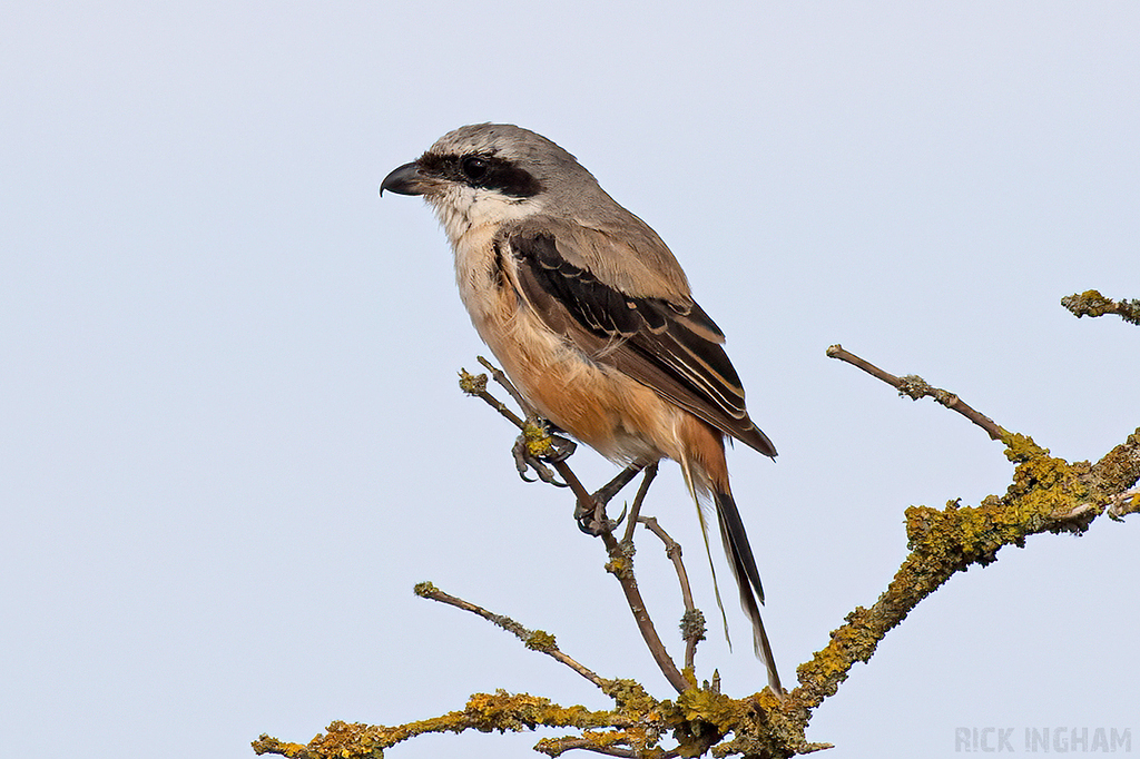 Long-Tailed Shrike