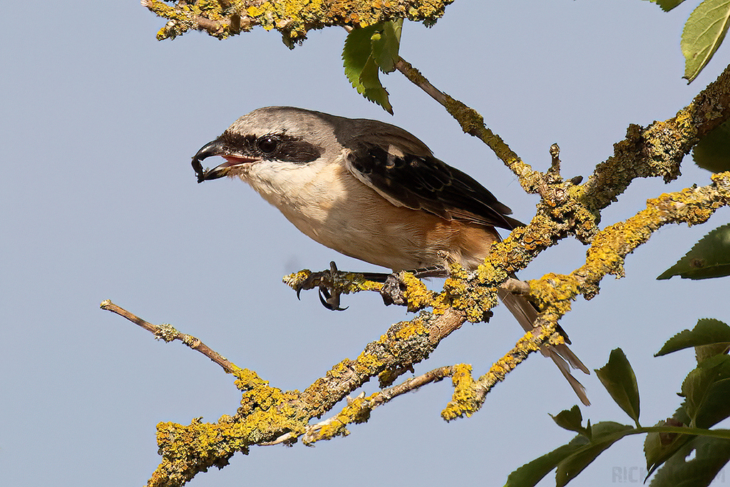 Long-Tailed Shrike