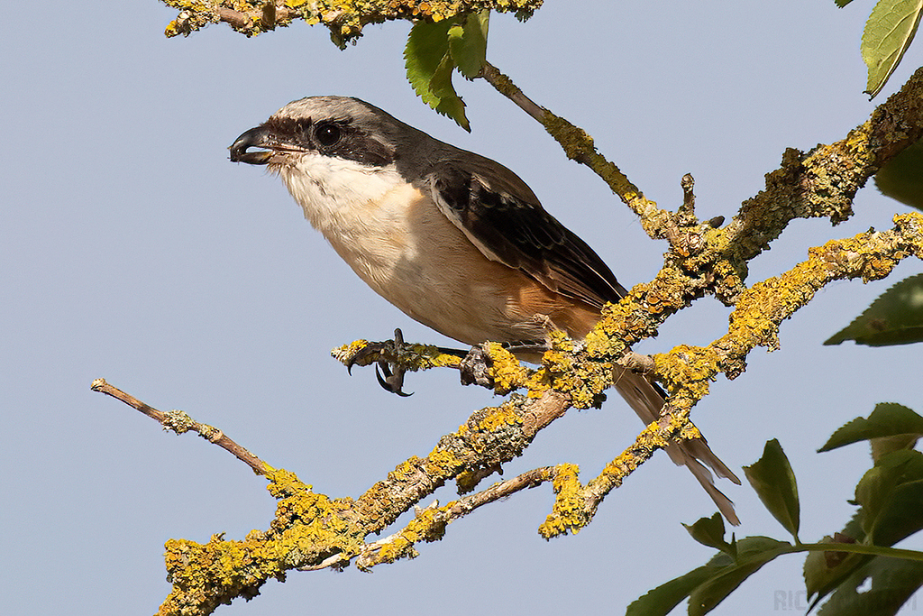 Long-Tailed Shrike
