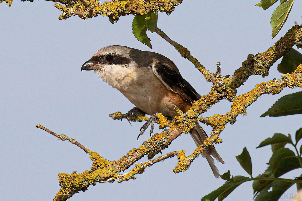 Long-Tailed Shrike