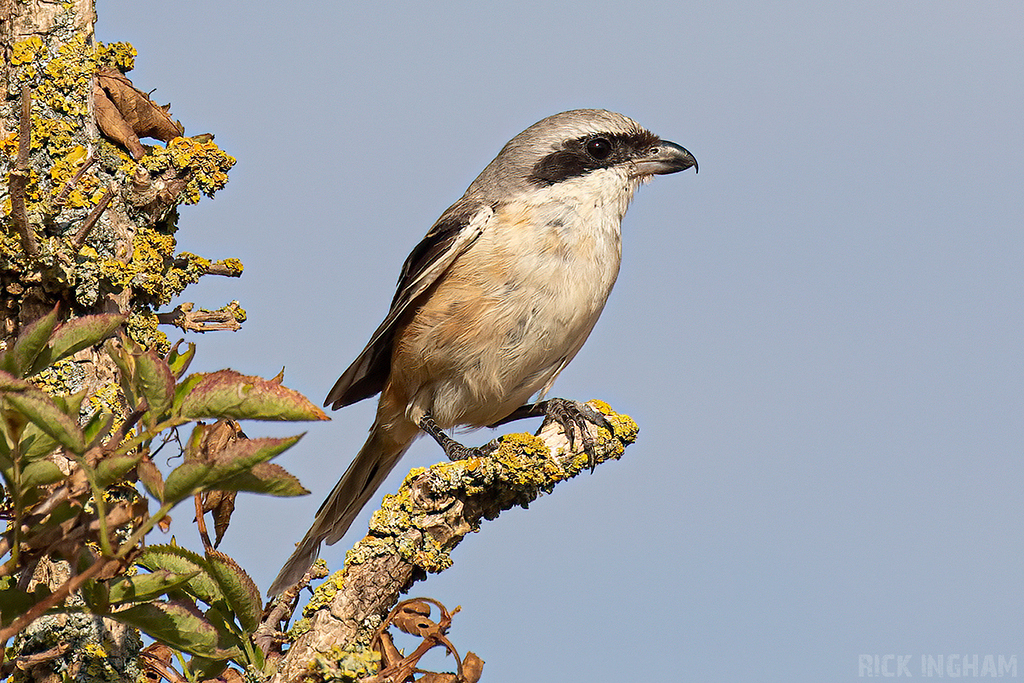 Long-Tailed Shrike