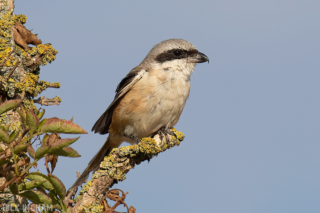 Long-Tailed Shrike