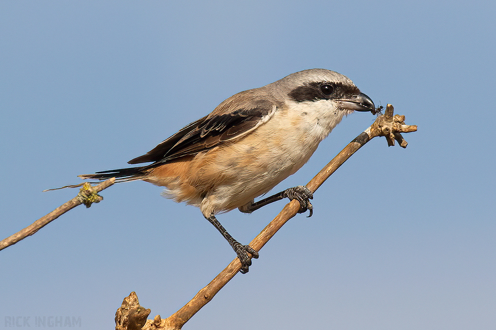 Long-Tailed Shrike