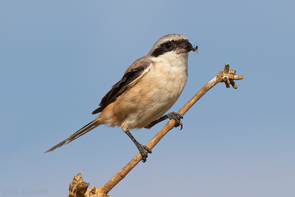 Long-Tailed Shrike