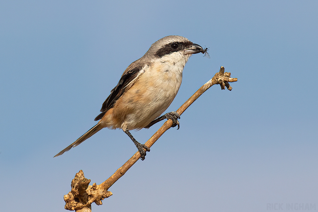Long-Tailed Shrike
