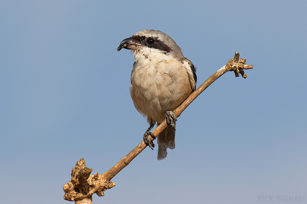 Long-Tailed Shrike