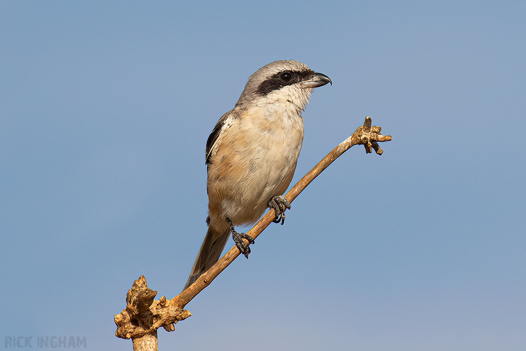 Long-Tailed Shrike
