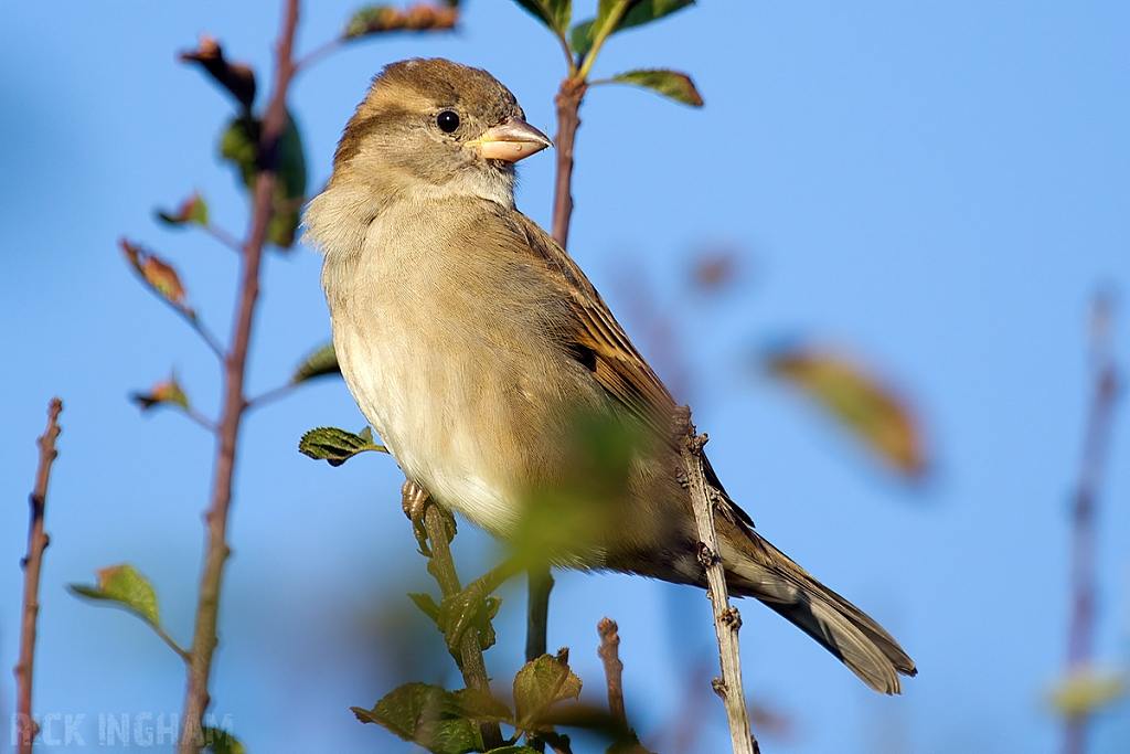 House Sparrow | Female