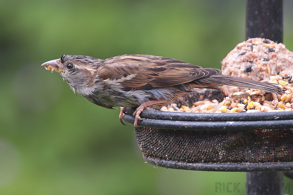 House Sparrow | Female