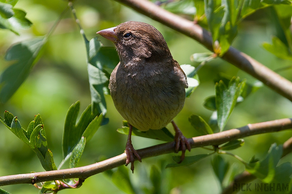 House Sparrow | Female