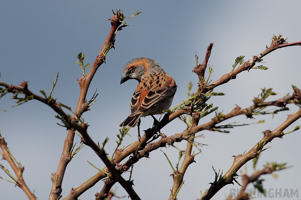 Kenya Sparrow