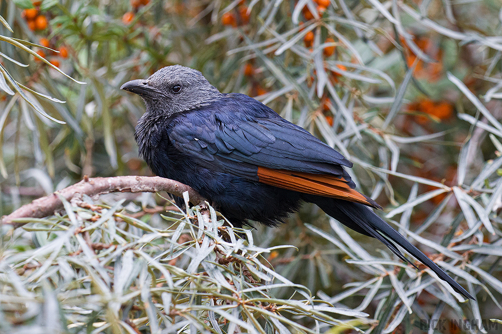 Red-winged Starling