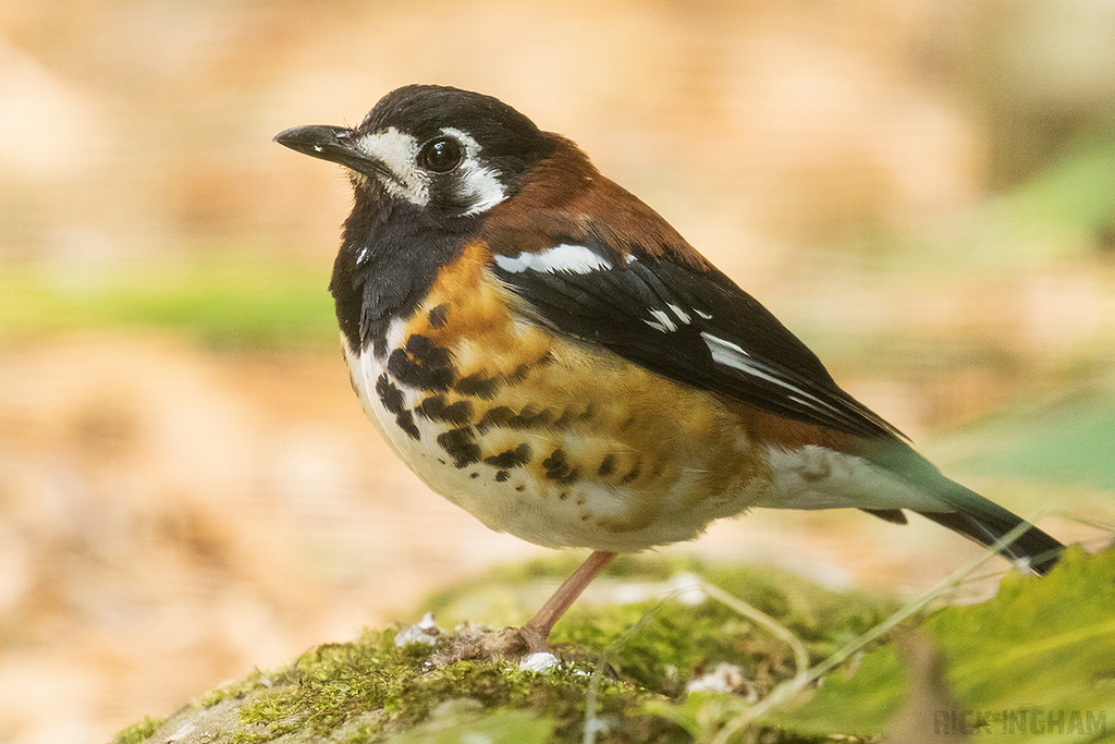 Chestnut backed thrush