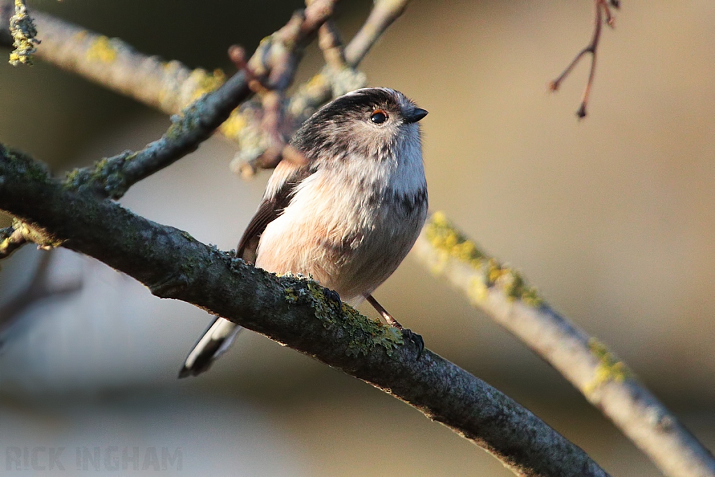 Long Tailed Tit