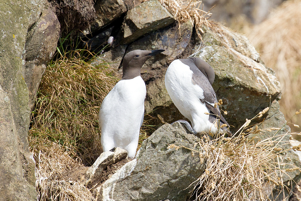 Guillemot
