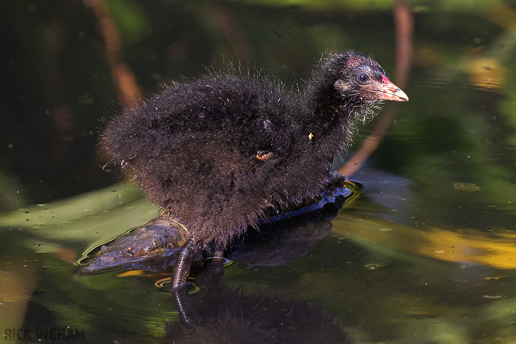 Eurasian Coot chick
