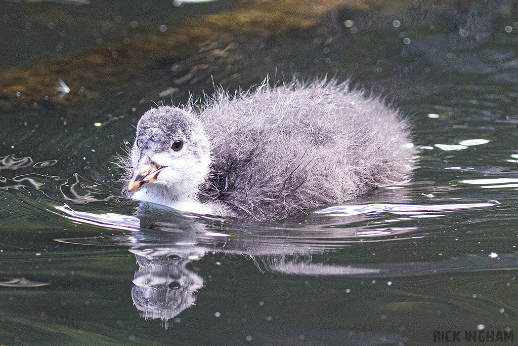 Eurasian Coot chick