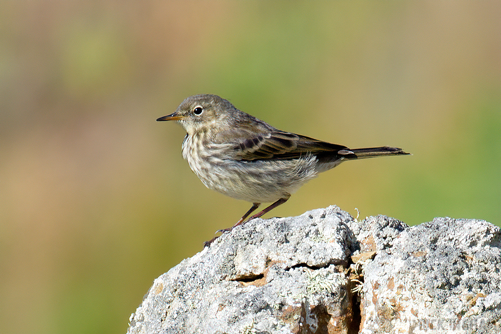 European Rock Pipit