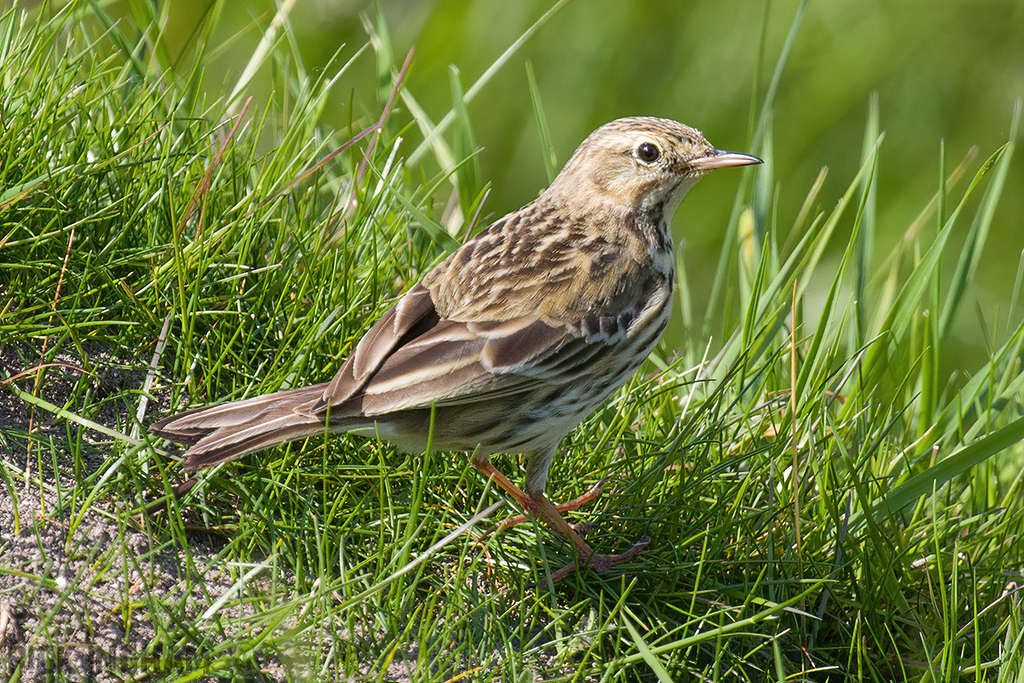 Meadow Pipit