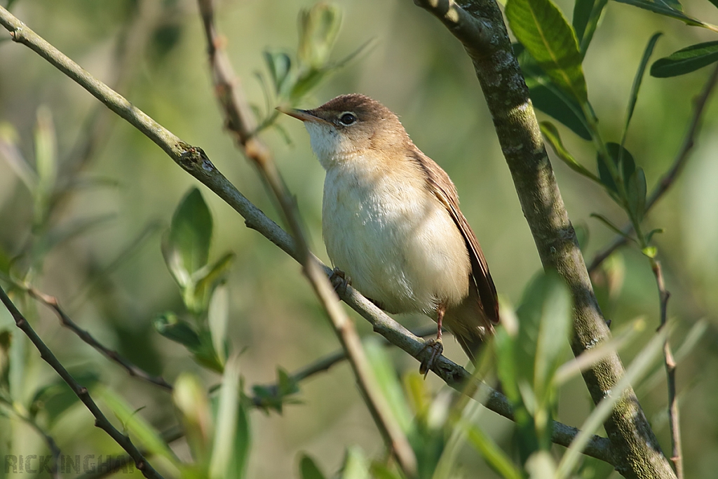 Reed Warbler