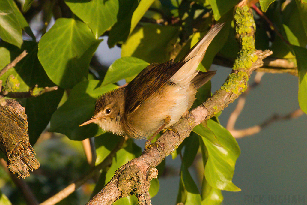 Reed Warbler