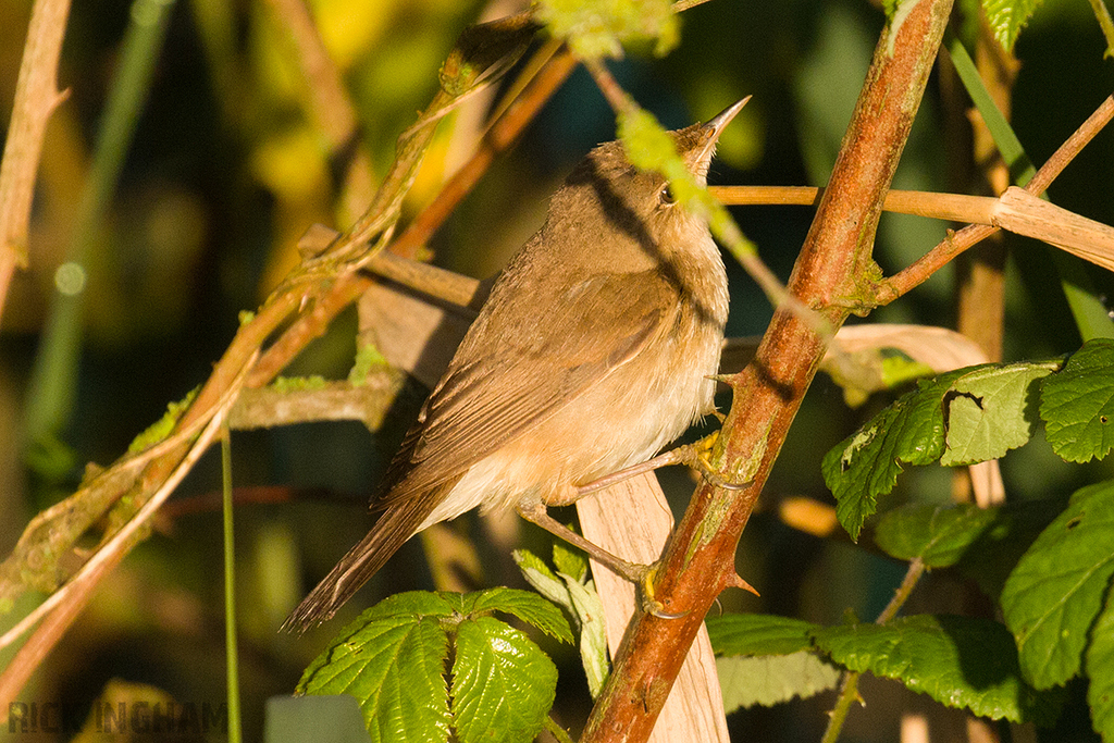 Reed Warbler